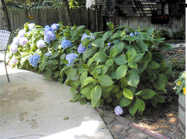 flowers1.jpg