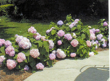 flowers2.jpg